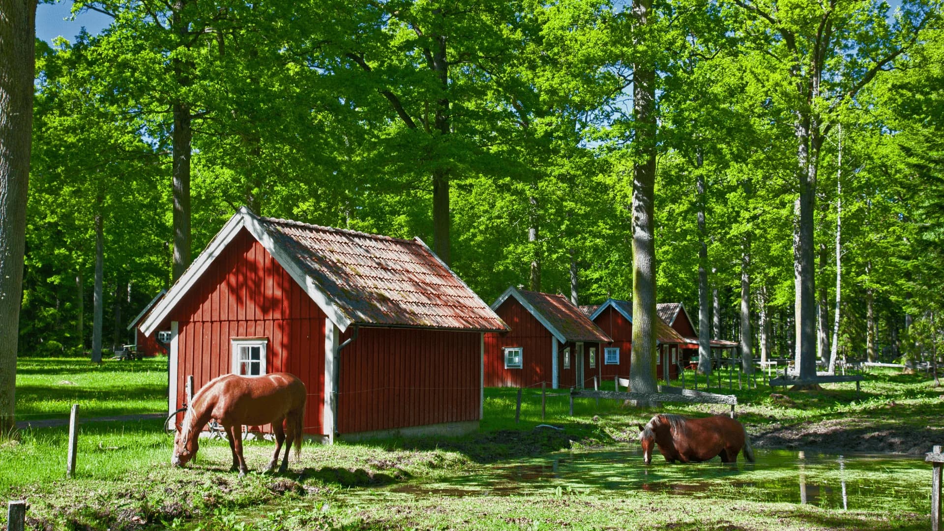 Så fungerar gårdsförsäljning i Sverige – regler, ansvar och trygghet