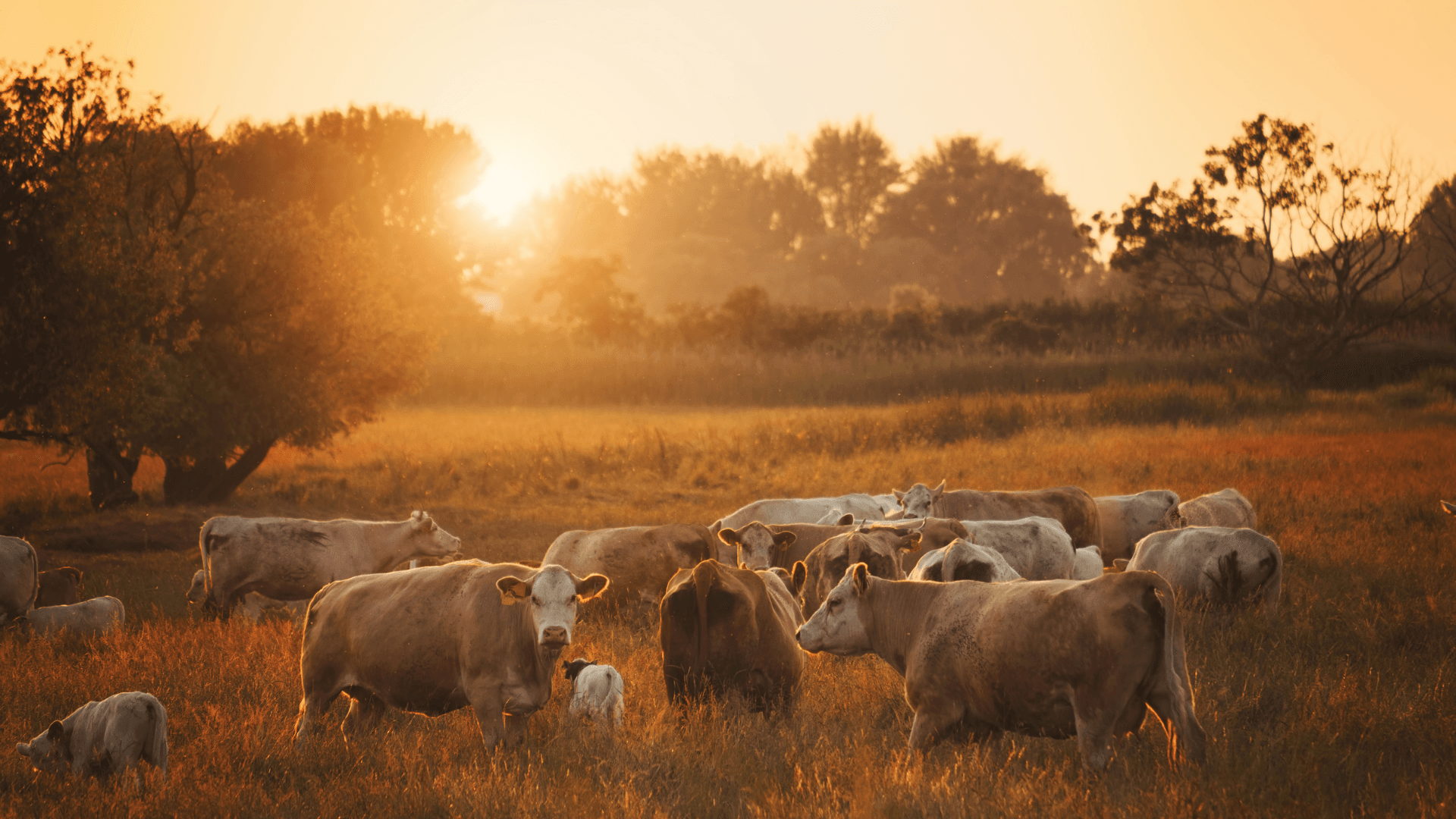 Vad är gårdsförsäljning? – En fördjupande guide om lokal mat i Sverige