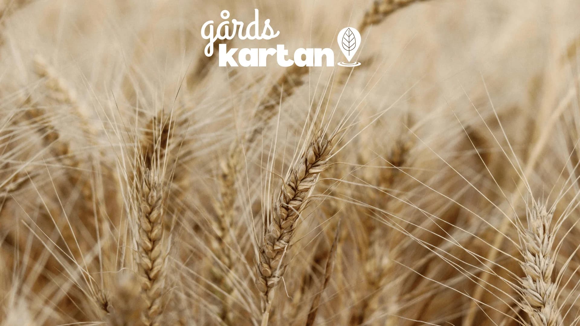 Vad betyder ekologiskt, KRAV och MSC? – Guide till viktiga kvalitetsmärkningar